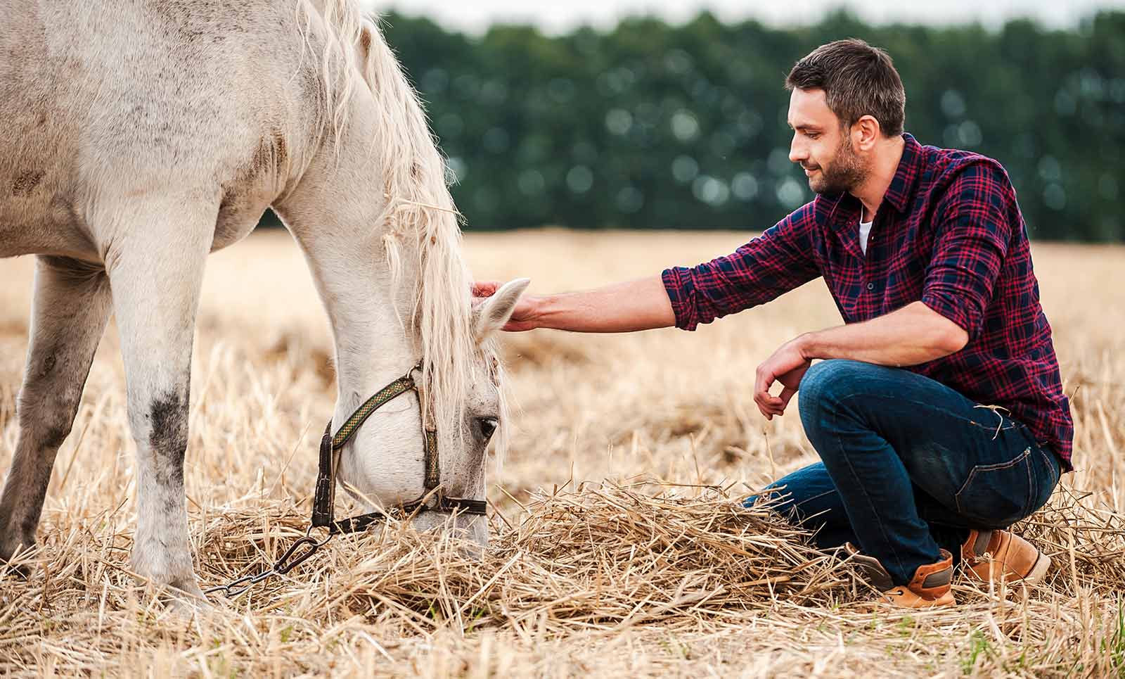 Er sucht sie cavallo