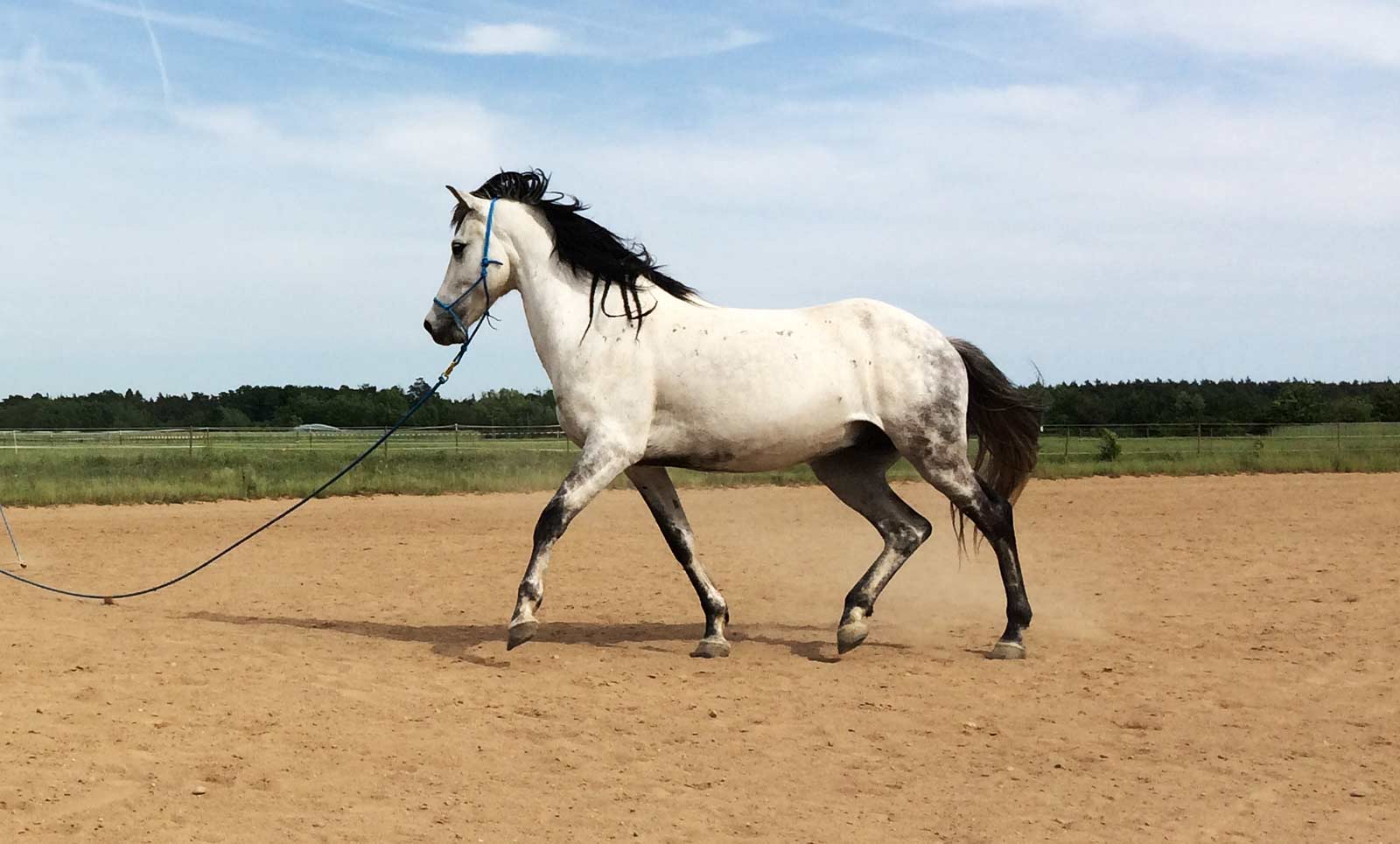 Schnupper-Workshop: Achtsamer Umgang mit dem Pferd