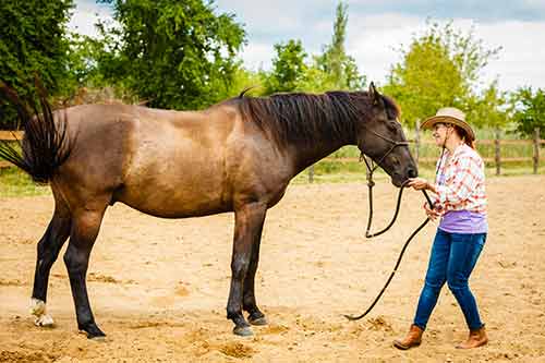 Bodenarbeit mit dem Pferd
