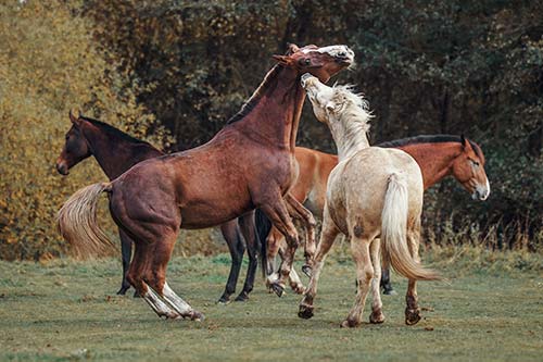 das Pferd: Steppentier, Herdentier, Fluchttier