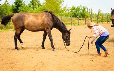 Horsemanship – Bodenarbeitskurs – Fernstudium