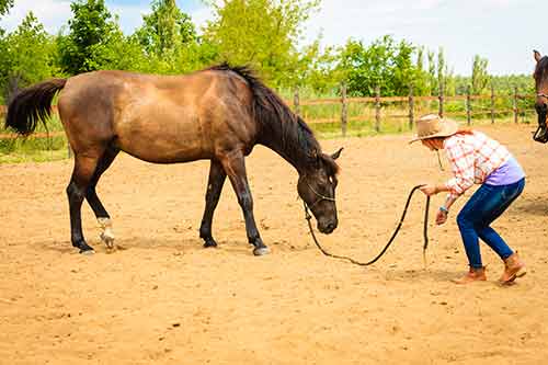 Frau mit ihrem Pferd beim Training Horsemanship