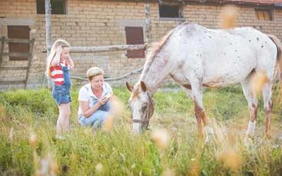 Pferde fit füttern – pferdegerechte Fütterung