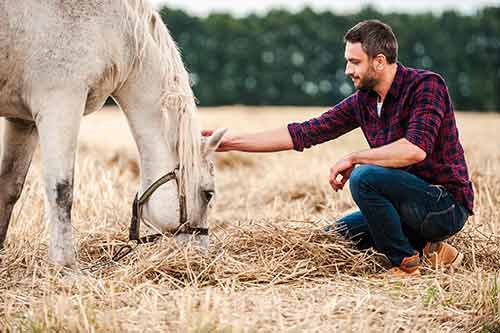 Mann streichelt das Pferd während es frisst