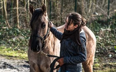 Pferdecoaching – der Kurs in Istrien
