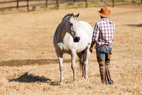 Info- und Einführungstag: Pferdegestütztes Coaching & Training
